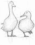 Sketch Illustration Of Mallards Stock Photo