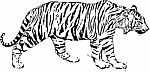 Sketch Illustration Of Tyger Stock Photo