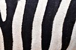 Skin Of  Zebra Stock Photo