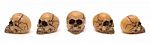 Skulls From Five Perspectives Stock Photo