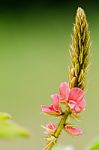 Small Panicle Of Pink Flower In Meadow Stock Photo