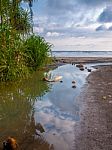 Small River On The Beach With Plants Stock Photo