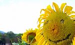 Smiley Sunflower Stock Photo