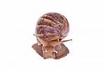 Snail Stock Photo