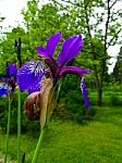 Snail On A Purple Iris Stock Photo