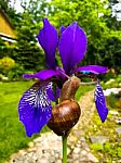 Snail On A Purple Iris Stock Photo