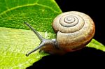 Snail On Green Leaf Stock Photo