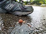 Snail On The Sidewalk Stock Photo