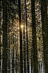 Snow Covered Pine Forest In Winter Dawn Light Stock Photo