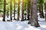 Snow Larch Forest With Sunlight And Shadows Beautiful Green Pine Stock Photo