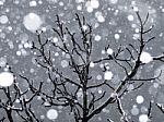 Snow Sprouts Stock Photo