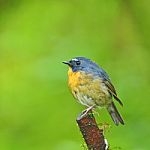 Snowy-browed Flycatcher Stock Photo