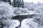 Snowy Forest In A Winter Day Stock Photo