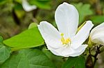 Snowy Orchid Flower ( Bauhinia Acuminata ) Stock Photo