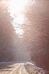 Snowy Winter Road In A Wood. Winter Forest Stock Photo