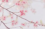 Soft And Blurred Cosmos Or Cherry Blossom On White Background (s Stock Photo