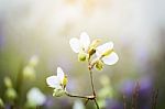 Soft Focus Beautiful Landscape Of Beautiful Rain Forest With Green Background Stock Photo