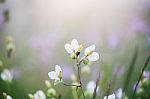 Soft Focus Beautiful Landscape Of Beautiful Rain Forest With Green Background Stock Photo