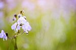 Soft Focus Beautiful Landscape Of Beautiful Rain Forest With Green Background Stock Photo