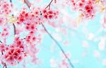 Soft Focus Cherry Blossom Or Sakura Flower On Nature Background Stock Photo