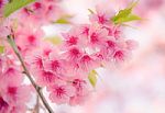 Soft Focus Cherry Blossom Or Sakura Flower On Nature Background Stock Photo