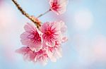 Soft Focus Cherry Blossom Or Sakura Flower On Nature Background Stock Photo