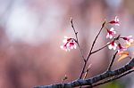 Soft Focus Cherry Blossom Or Sakura Flower On Nature Blur Background Stock Photo