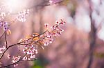 Soft Focus Cherry Blossom Or Sakura Flower On Nature Blur Background Stock Photo