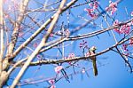 Soft Focus Cherry Blossom Or Sakura Flower On Nature Blur Background Stock Photo