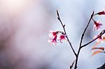 Soft Focus Cherry Blossom Or Sakura Flower On Nature Blur Background Stock Photo