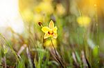 Soft-focus Close-up Of Yellow Flowers Plant With Bokeh Stock Photo