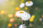 Soft Focus Flower Background When Sunrise In The Morning Stock Photo