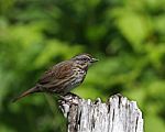 Song Sparrow Stock Photo