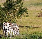 South African Zebra Stock Photo