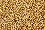 Soy Bean Pattern Stock Photo