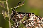 Spanish Festoon Butterfly (zerynthia Rumina) Stock Photo