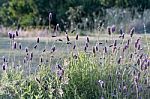 Spanish Lavender Flower In Bloom In The Rain Stock Photo