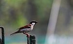 Sparrow Side View Stock Photo