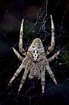 Spider  Araneus Angulatus Stock Photo