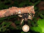 Spider Carrying Eggs - Lycosa Erythrognatha Stock Photo