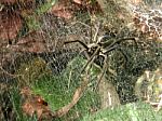 Spider - Lycosa Erythrognatha Stock Photo