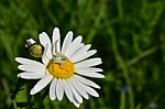 Spider On A Daisy Stock Photo