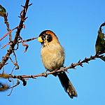 Spot-breasted Parrotbill Stock Photo