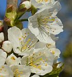 Spring Stock Photo