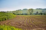 Spring Arable Land. Spring Wavy Agriculture Scene. Rural Landsca Stock Photo