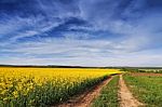 Spring Colza Fields. Blooming Yellow Flowers Stock Photo