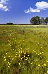 Spring Field Filled With Flowers Stock Photo