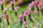 Spring Field Of Lavender Flowers In The Summer Stock Photo