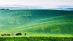 Spring Fields. Green Waves. Czech Moravia Hills Stock Photo