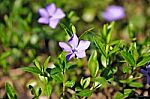 Spring Flowers. Young Green Leaves And Flowers Stock Photo